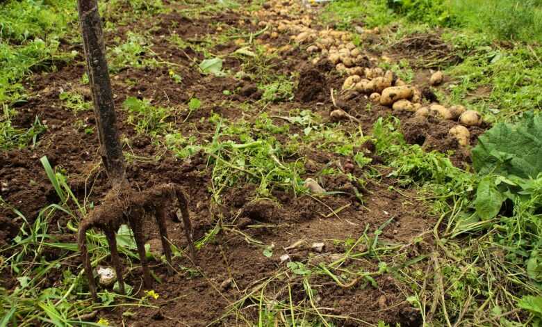 nature, soil, growth