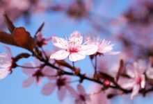 cherry blossom, cherry flower, cherry tree