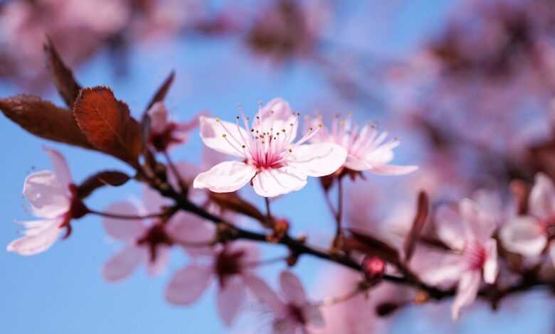 cherry blossom, cherry flower, cherry tree