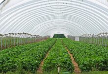 strawberry field, strawberry culture, covered, transparent film, season, spring, agriculture, greenhouse, farm yard, nature, plant, strawberries, warmth, weather protection, fruit grower, greenhouse, greenhouse, greenhouse, greenhouse, greenhouse