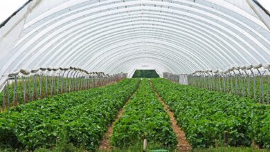 strawberry field, strawberry culture, covered, transparent film, season, spring, agriculture, greenhouse, farm yard, nature, plant, strawberries, warmth, weather protection, fruit grower, greenhouse, greenhouse, greenhouse, greenhouse, greenhouse