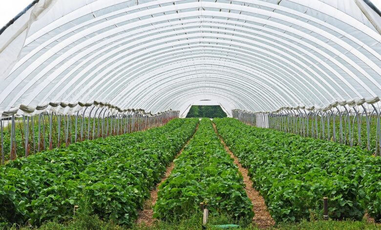 strawberry field, strawberry culture, covered, transparent film, season, spring, agriculture, greenhouse, farm yard, nature, plant, strawberries, warmth, weather protection, fruit grower, greenhouse, greenhouse, greenhouse, greenhouse, greenhouse