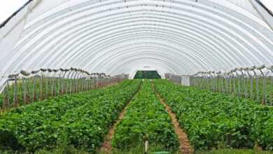 strawberry field, strawberry culture, covered, transparent film, season, spring, agriculture, greenhouse, farm yard, nature, plant, strawberries, warmth, weather protection, fruit grower, greenhouse, greenhouse, greenhouse, greenhouse, greenhouse