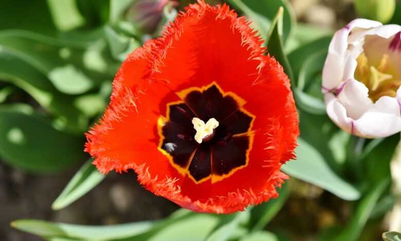 tulip, cut flower, spring flowers