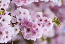 cherry blossoms, japanese cherry, tree blossoms, flower background, pink, flower, nature, plant, blossom, bloom, tree, branch, bloom, full bloom, flower wallpaper, flowering trees, beautiful flowers, spring