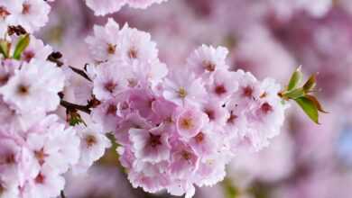 cherry blossoms, japanese cherry, tree blossoms, flower background, pink, flower, nature, plant, blossom, bloom, tree, branch, bloom, full bloom, flower wallpaper, flowering trees, beautiful flowers, spring