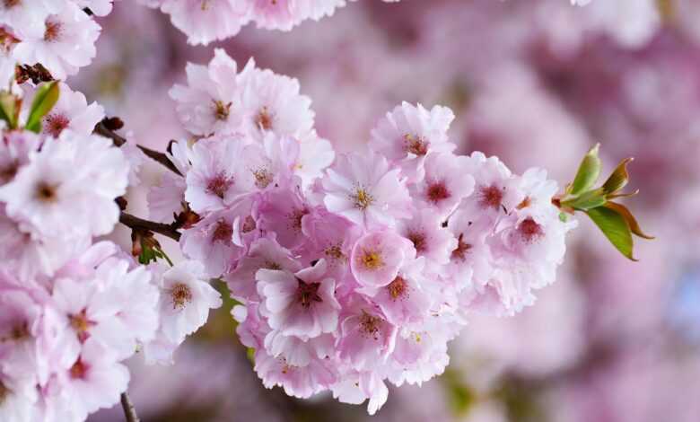 cherry blossoms, japanese cherry, tree blossoms, flower background, pink, flower, nature, plant, blossom, bloom, tree, branch, bloom, full bloom, flower wallpaper, flowering trees, beautiful flowers, spring