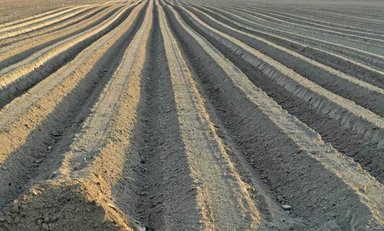 soil, preparation, planting, pole, the earth, agriculture, lines