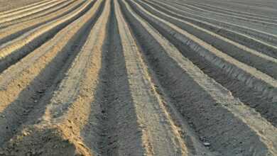 soil, preparation, planting, pole, the earth, agriculture, lines
