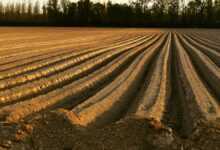 the earth, adjustment, field