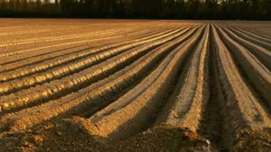 the earth, adjustment, field