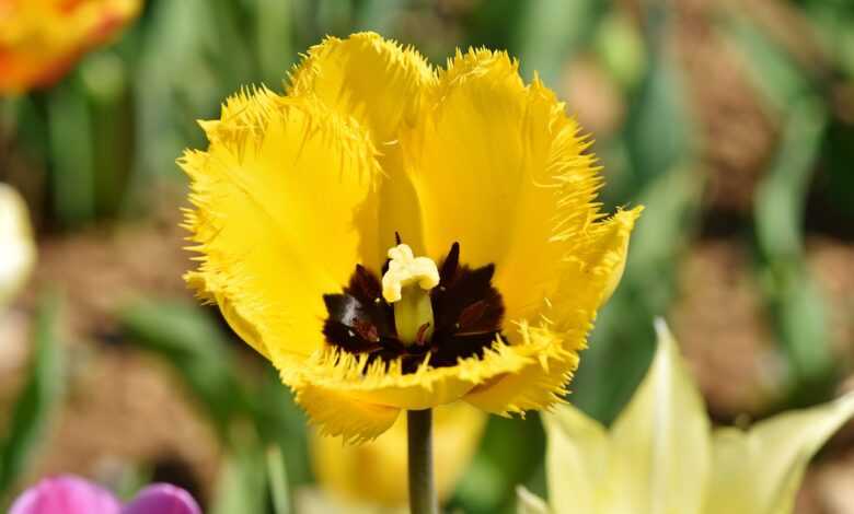 tulip, cut flower, beautiful flowers