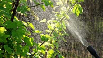 aphids, garden, drops, watering, sprinkling, spray, spraying, pests, home garden, the broth, nettle, ecological, fighting, water, light, against the light, nature, a garden plant, plant protection, of plant protection products, ecology