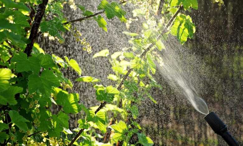 aphids, garden, drops, watering, sprinkling, spray, spraying, pests, home garden, the broth, nettle, ecological, fighting, water, light, against the light, nature, a garden plant, plant protection, of plant protection products, ecology