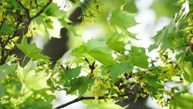 leaf, nature, growth, plant, tree, maple, blossom, bloom, maple blossom, blossom, spring, spring awakening, green, branch, light, sun, new beginning, canopy, maple, maple, maple, new beginning, new beginning, new beginning, canopy, canopy, canopy, canopy, canopy