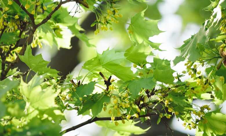 leaf, nature, growth, plant, tree, maple, blossom, bloom, maple blossom, blossom, spring, spring awakening, green, branch, light, sun, new beginning, canopy, maple, maple, maple, new beginning, new beginning, new beginning, canopy, canopy, canopy, canopy, canopy