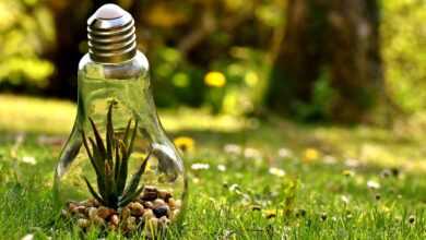 environmental protection, nature, lightbulb