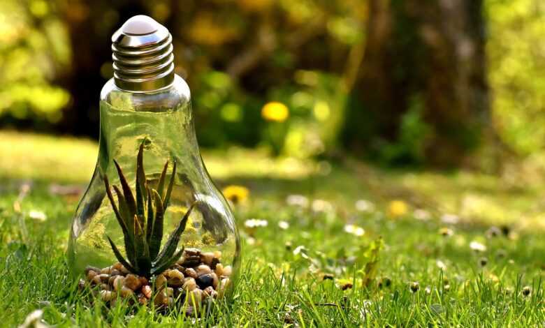 environmental protection, nature, lightbulb