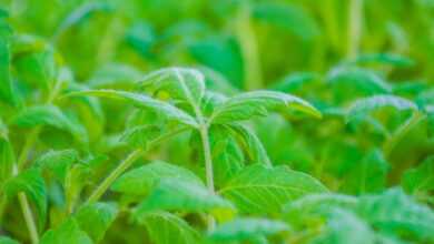 tomato plants, leaves, plant