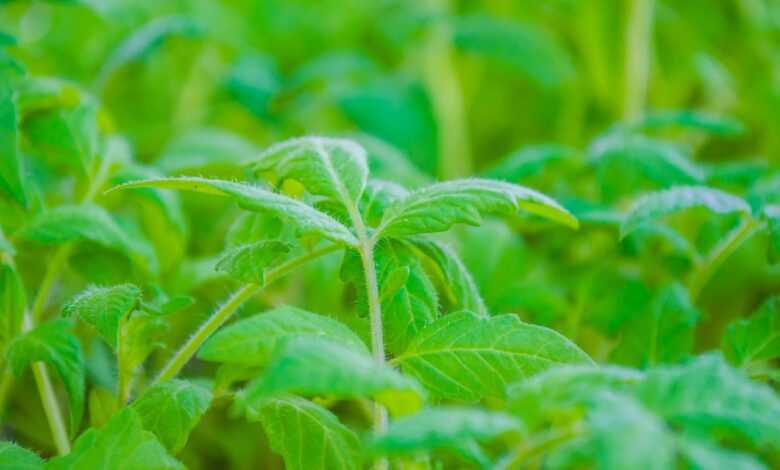 tomato plants, leaves, plant