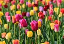 tulip, flower, plant, bulbous, bloom, blossoming, tulip bed, garden, de keukenhof, holland, nature, flower wallpaper, dutch, beautiful flowers, flower background, typically dutch