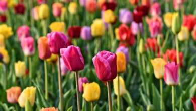 tulip, flower, plant, bulbous, bloom, blossoming, tulip bed, garden, de keukenhof, holland, nature, flower wallpaper, dutch, beautiful flowers, flower background, typically dutch