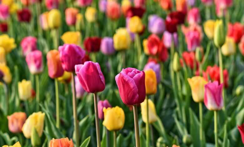 tulip, flower, plant, bulbous, bloom, blossoming, tulip bed, garden, de keukenhof, holland, nature, flower wallpaper, dutch, beautiful flowers, flower background, typically dutch