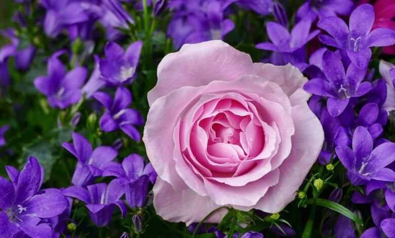 rose, flower, bluebells