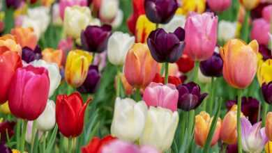 tulips, flowers, garden