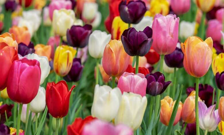 tulips, flowers, garden