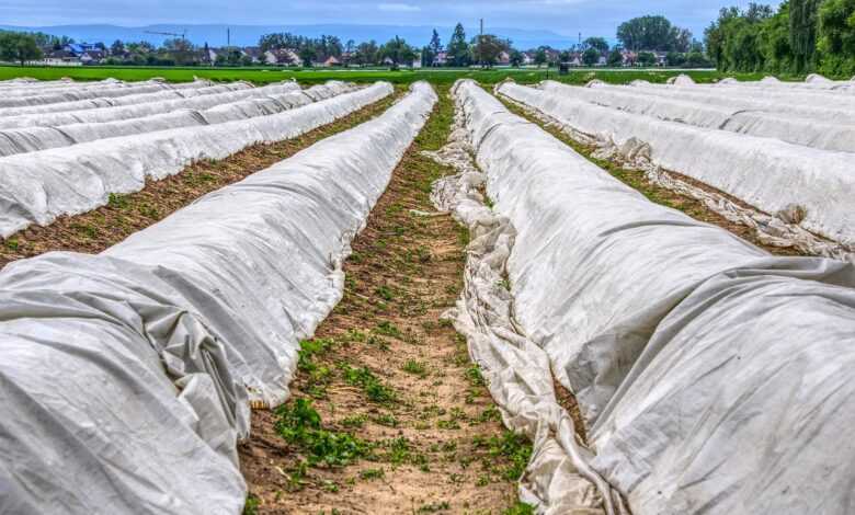 asparagus, asparagus field, plane