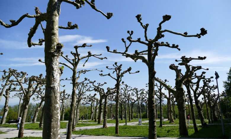 tree pruning, herrenchiemsee, park