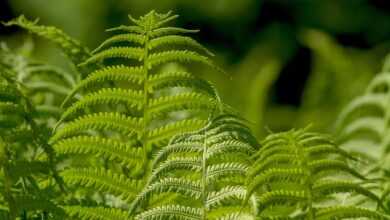 ferns, leaf, plant, nature, ornamental leaf plant, green, ferns, ferns, ferns, ferns, ferns, leaf, leaf, plant, plant, plant