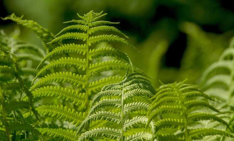 ferns, leaf, plant, nature, ornamental leaf plant, green, ferns, ferns, ferns, ferns, ferns, leaf, leaf, plant, plant, plant