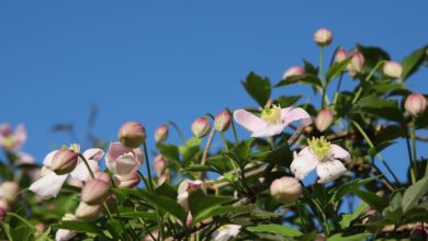 clematis, spring, blooming, flower, creeper, beautiful flowers, nature, pergola plant, plant, garden, flower background, flowers, flower wallpaper, garden plant
