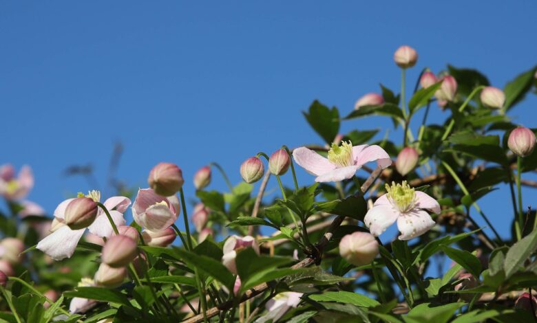 clematis, spring, blooming, flower, creeper, beautiful flowers, nature, pergola plant, plant, garden, flower background, flowers, flower wallpaper, garden plant