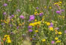 wildflower meadow, flower, arable widow flowers, dandelion, beautiful flowers, bloom, flower background, nature, wildflower, spring, grasses, flora, wicker plants, pointed flower, sea of flowers, plant, natural plant, flower wallpaper, meadow