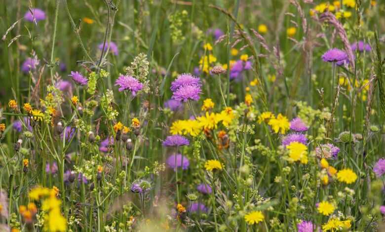 wildflower meadow, flower, arable widow flowers, dandelion, beautiful flowers, bloom, flower background, nature, wildflower, spring, grasses, flora, wicker plants, pointed flower, sea of flowers, plant, natural plant, flower wallpaper, meadow