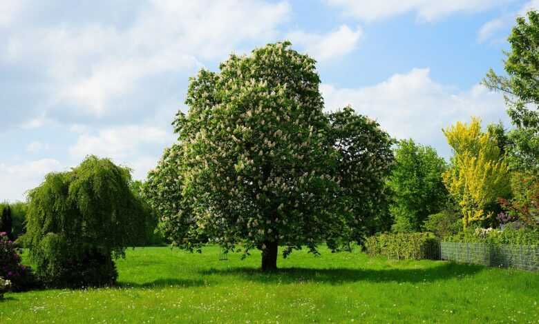 chestnut tree, chestnut blossom, inflorescence