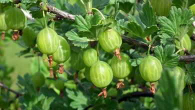 fruit, gooseberry, vitamins