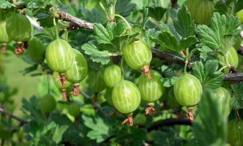 fruit, gooseberry, vitamins