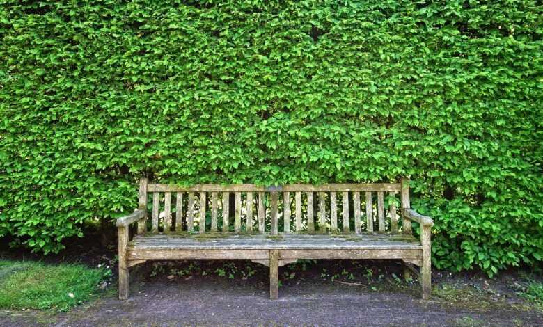 wooden bench, bench, seat, sitting, resting, furniture, outdoor furniture, garden furniture, park furniture, public furniture, street furniture, shorn hedge, hedge, clipped hedge, foliage, path, green garden, green street, green park, green gardening, green path, bench, bench, bench, bench, bench, hedge, hedge