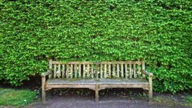 wooden bench, bench, seat, sitting, resting, furniture, outdoor furniture, garden furniture, park furniture, public furniture, street furniture, shorn hedge, hedge, clipped hedge, foliage, path, green garden, green street, green park, green gardening, green path, bench, bench, bench, bench, bench, hedge, hedge