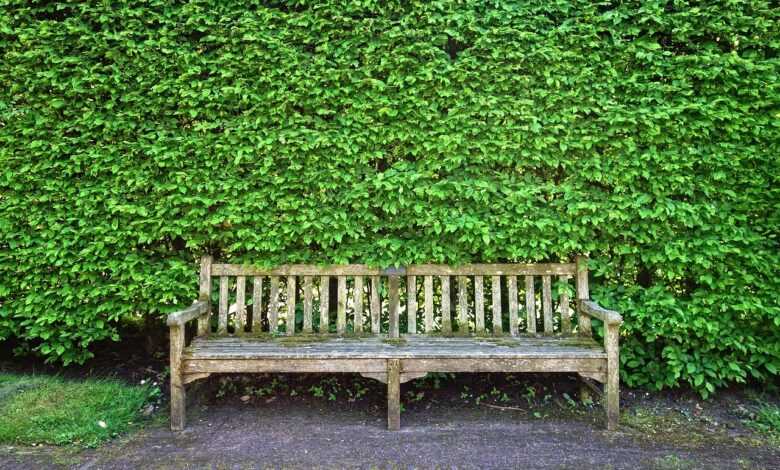wooden bench, bench, seat, sitting, resting, furniture, outdoor furniture, garden furniture, park furniture, public furniture, street furniture, shorn hedge, hedge, clipped hedge, foliage, path, green garden, green street, green park, green gardening, green path, bench, bench, bench, bench, bench, hedge, hedge