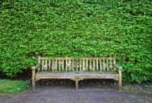wooden bench, bench, seat, sitting, resting, furniture, outdoor furniture, garden furniture, park furniture, public furniture, street furniture, shorn hedge, hedge, clipped hedge, foliage, path, green garden, green street, green park, green gardening, green path, bench, bench, bench, bench, bench, hedge, hedge