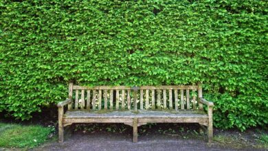 wooden bench, bench, seat, sitting, resting, furniture, outdoor furniture, garden furniture, park furniture, public furniture, street furniture, shorn hedge, hedge, clipped hedge, foliage, path, green garden, green street, green park, green gardening, green path, bench, bench, bench, bench, bench, hedge, hedge