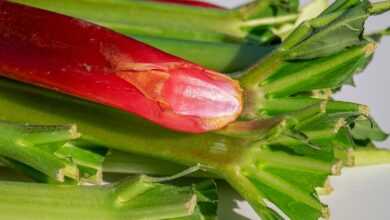 rhubarb, stalk, red