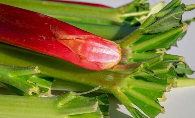 rhubarb, stalk, red