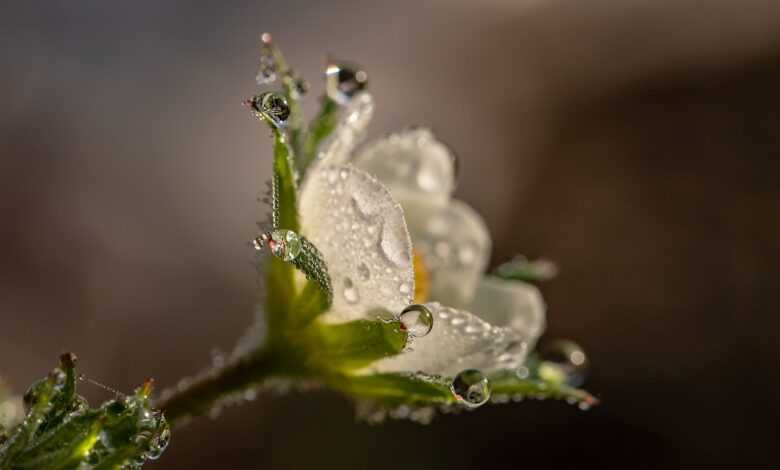 flower, beautiful flowers, white flower