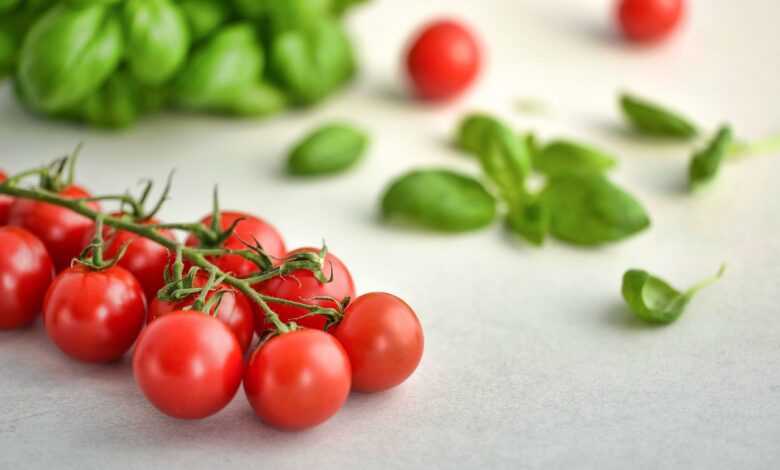 tomatoes, basil, food, tomato, italian cuisine, organic, fresh, vegetable, healthy, vegetarian, ingredient, diet, raw, vegan, nutrition, natural, meal, freshness, vitamin, tomatoes, tomato, tomato, tomato, tomato, tomato, diet